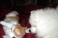 Самоед и другие животные - подружились с котом